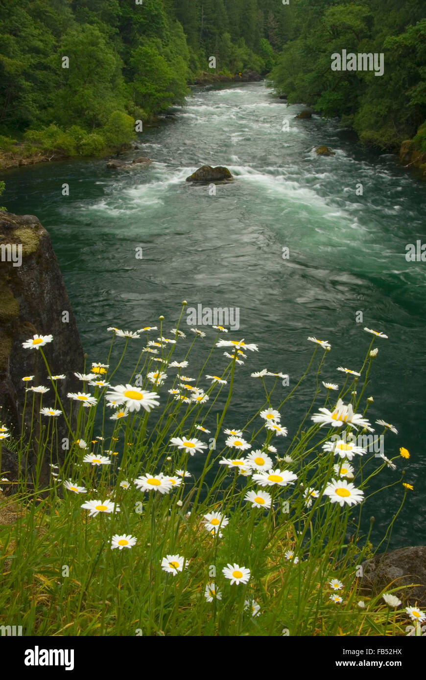 Au nord de la rivière Santiam avec marguerites, Niagara County Park, Oregon Banque D'Images