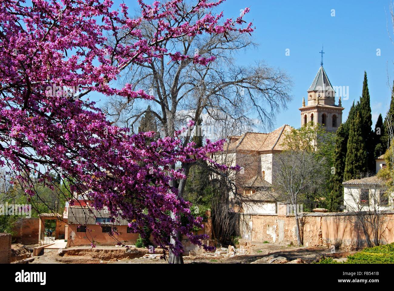 L'église de Santa Ana avec fleur rose au premier plan au Palais de l'Alhambra, Grenade, Province de Grenade, Andalousie, espagne. Banque D'Images