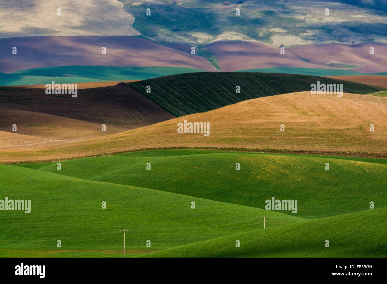 Les collines de la région de Palouse Washington montrant diverses cultures au printemps Banque D'Images