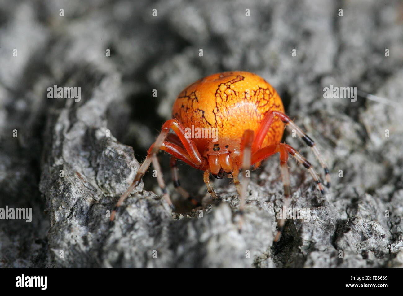 Araignée citrouille ou marbré Orange Orb Weaver spider Banque D'Images