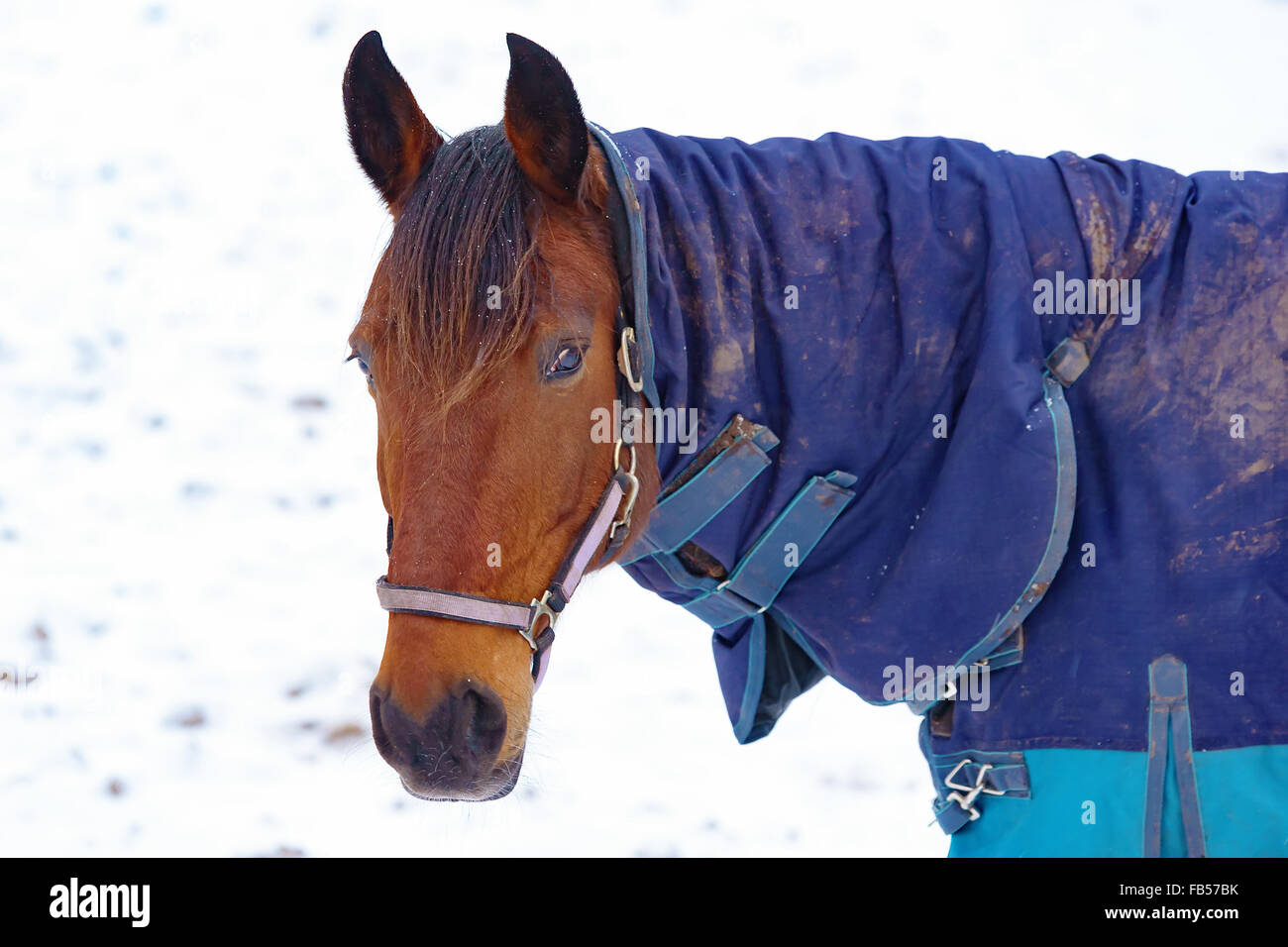 Portrait d'un cheval brun avec un sale bleu vêtements de protection. C'est l'hiver et quelques flocons sont bloqués dans la crinière. Dans la neige Banque D'Images