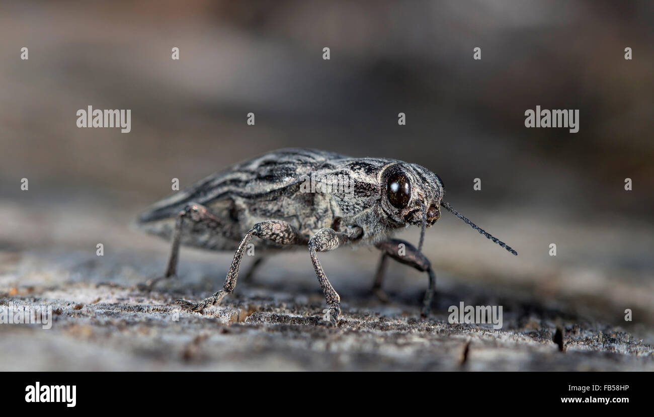 Gros bug le bostryche sur un vieux log Banque D'Images