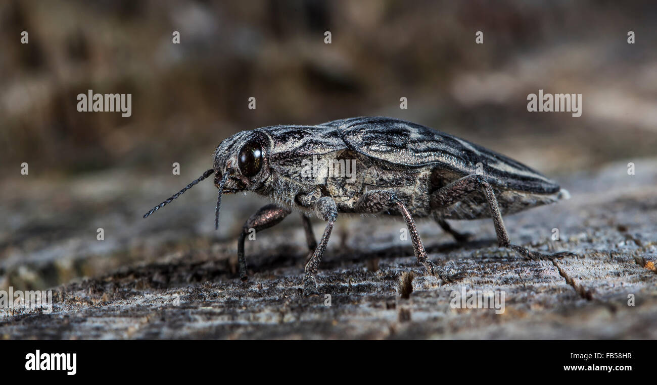 Gros bug le bostryche sur un vieux log Banque D'Images
