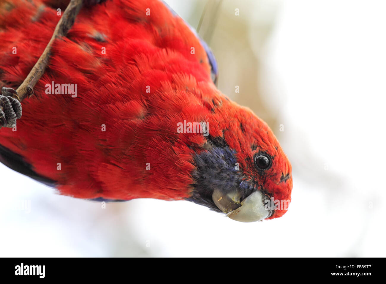 Crimson Rosella (Platycercus elegans) dans Kennet River à la Great Ocean Road, Victoria, Australie. Banque D'Images