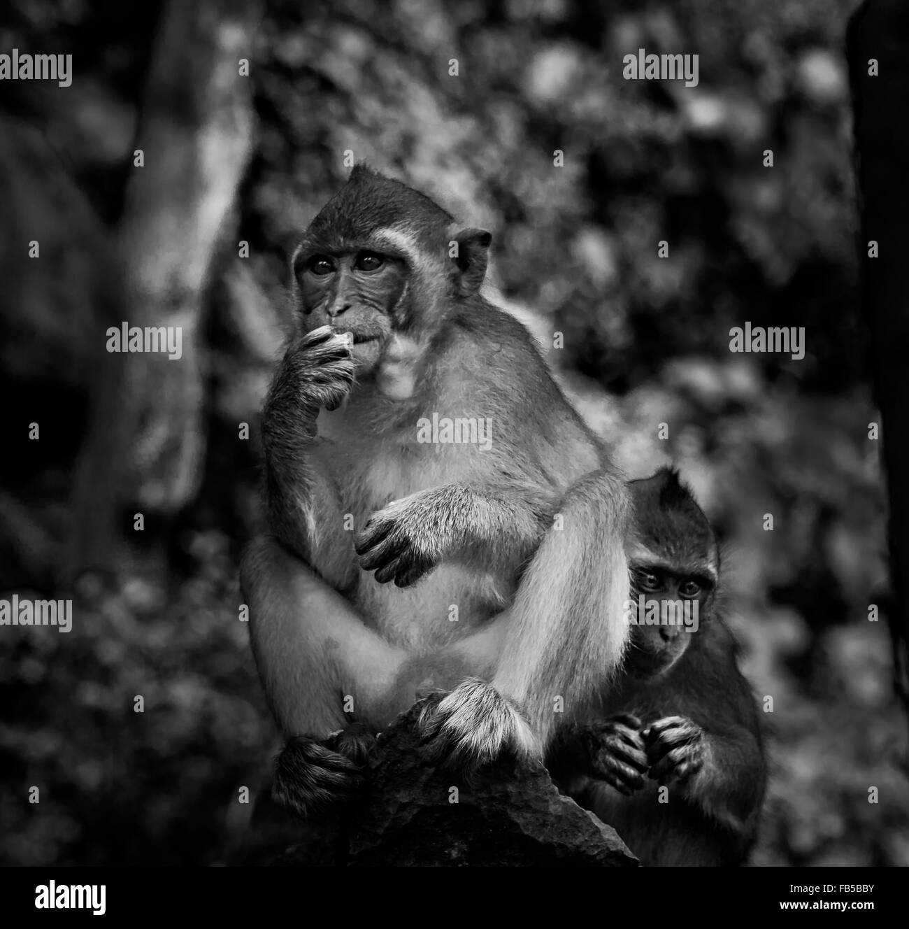 Un singe mignon et engueux assis sur un rocher Banque D'Images