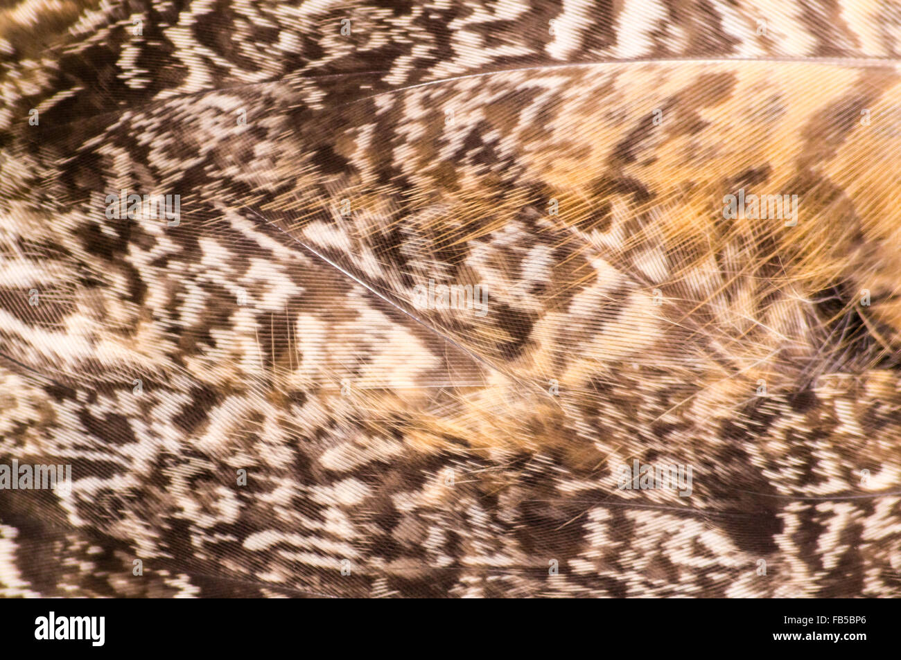 Close up photographie de plumes d'oiseau Banque D'Images