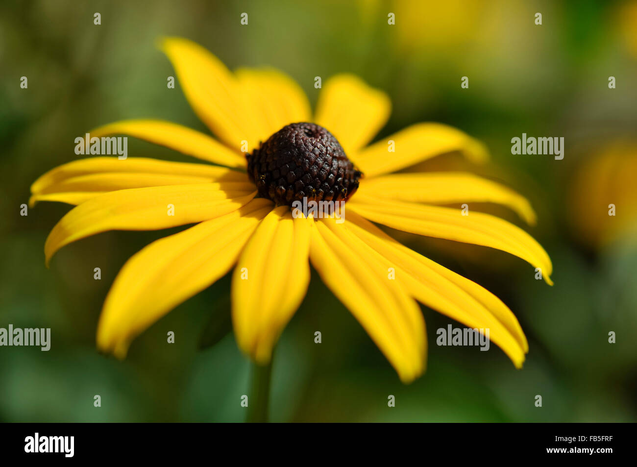 Rudbeckia Goldsturm jaune solide fleur dans un jardin anglais en été. Banque D'Images