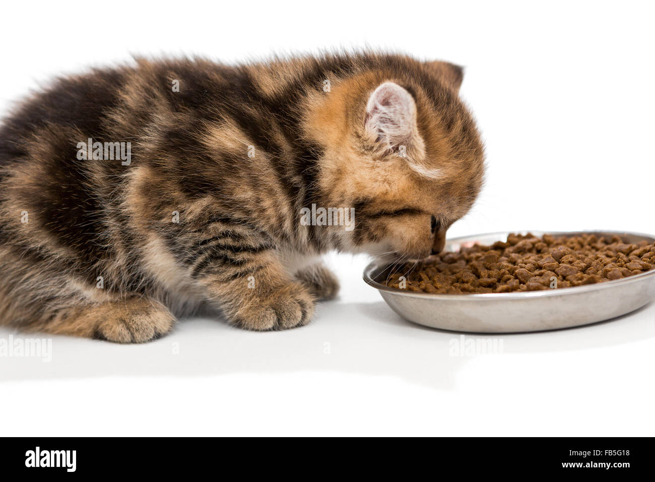 Chaton mange la nourriture sèche Banque D'Images