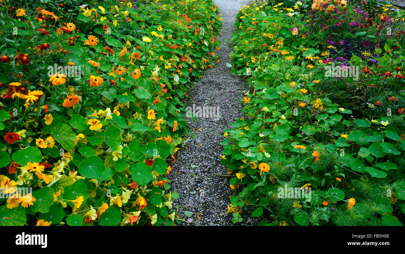 La literie à la capucine du chemin bordé d'afficher la bordure jaune orange annuel lit literie lits offre la croissance luxuriante Floral RM Banque D'Images