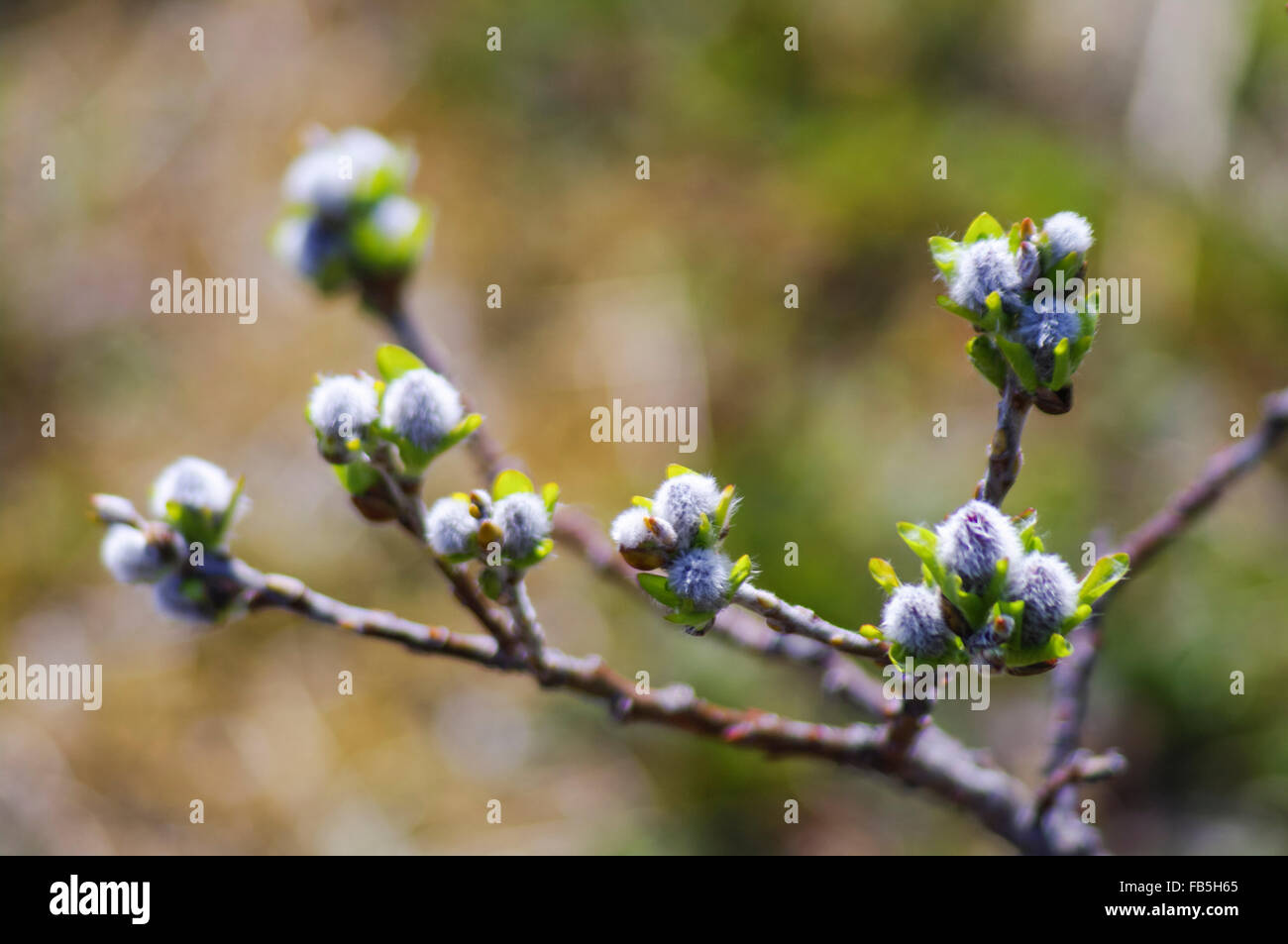 Une brindille de bush à feuilles caduques au printemps. Îles Aléoutiennes, Alaska, USA. Banque D'Images