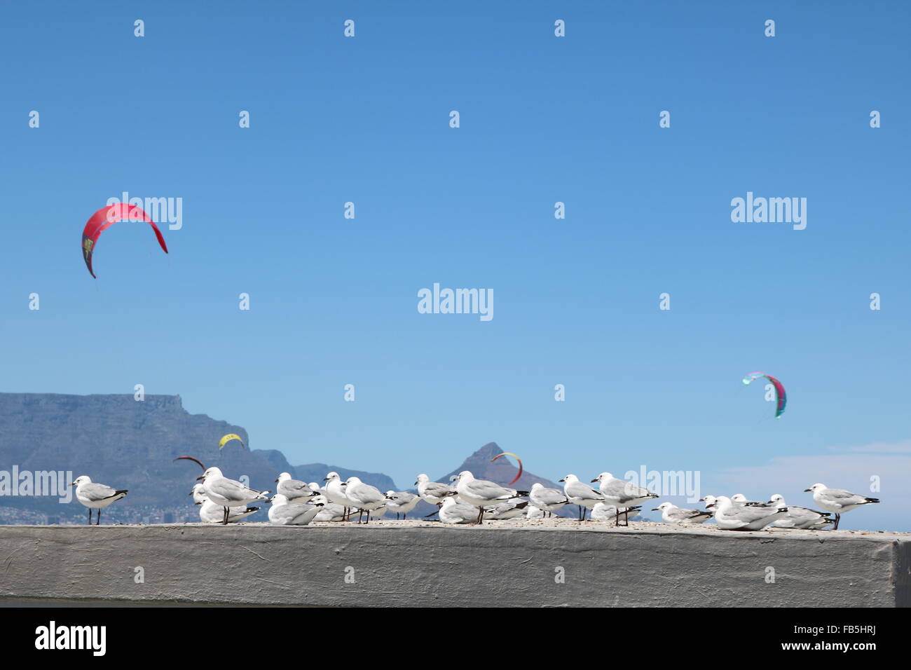 Mouettes à Bloubergstrand, Cape Town, avec des kitesurfers et la montagne de la table en arrière-plan Banque D'Images