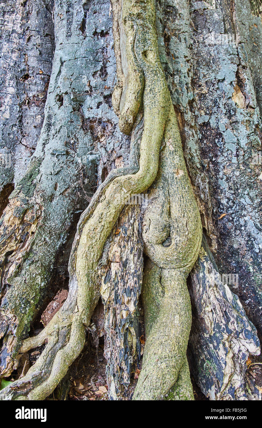 Ivy grandir un tronc d'arbre Banque D'Images