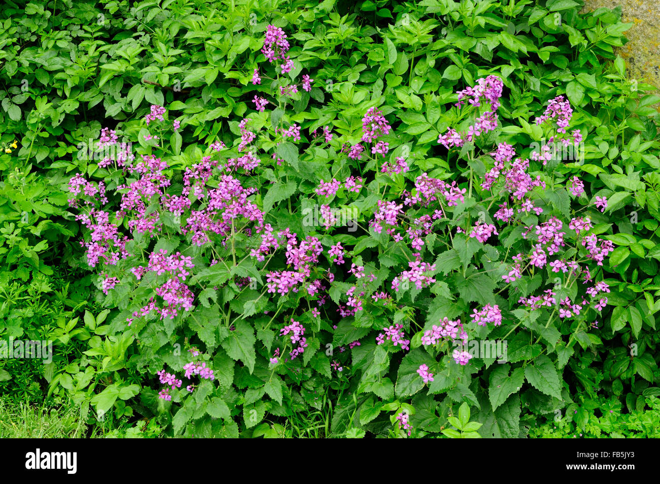 L'honnêteté ou l'Honnêteté Annuel (Lunaria annua) Banque D'Images