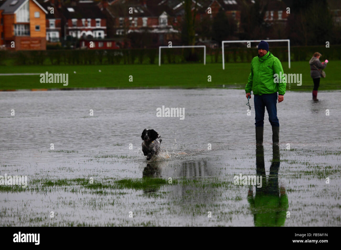 Tonbridge, Kent, Angleterre le 10 janvier 2016 : Un homme se promène avec son chien grâce à l'inondation sur un terrain de jeu à Tonbridge. Les récentes fortes pluies a quitté les terrains partiellement inondée et le sol saturé, et la rivière Medway (qui traverse la ville) est en plein de la banque. Brunker Crédit : James/Alamy Live News Banque D'Images