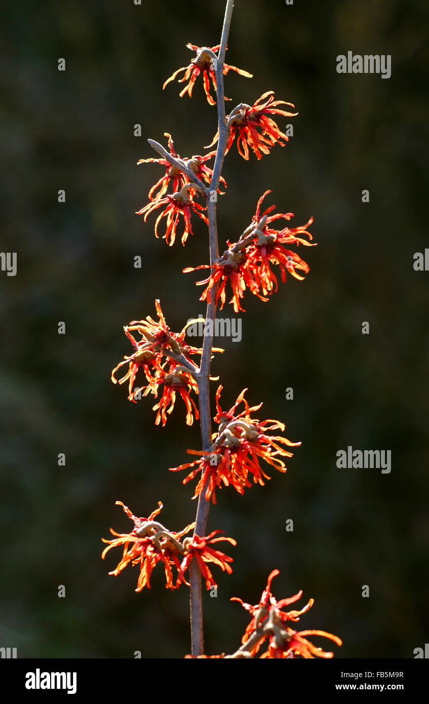 L'hamamélis (Hamamelis x intermedia Jelena) en fleurs Banque D'Images