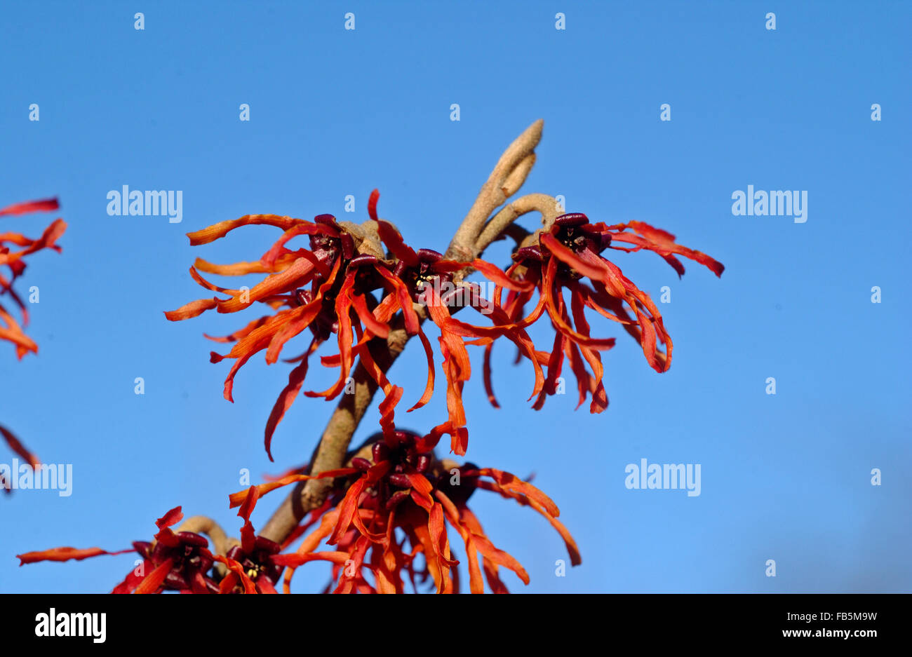 L'hamamélis (Hamamelis x intermedia Jelena) en fleurs Banque D'Images