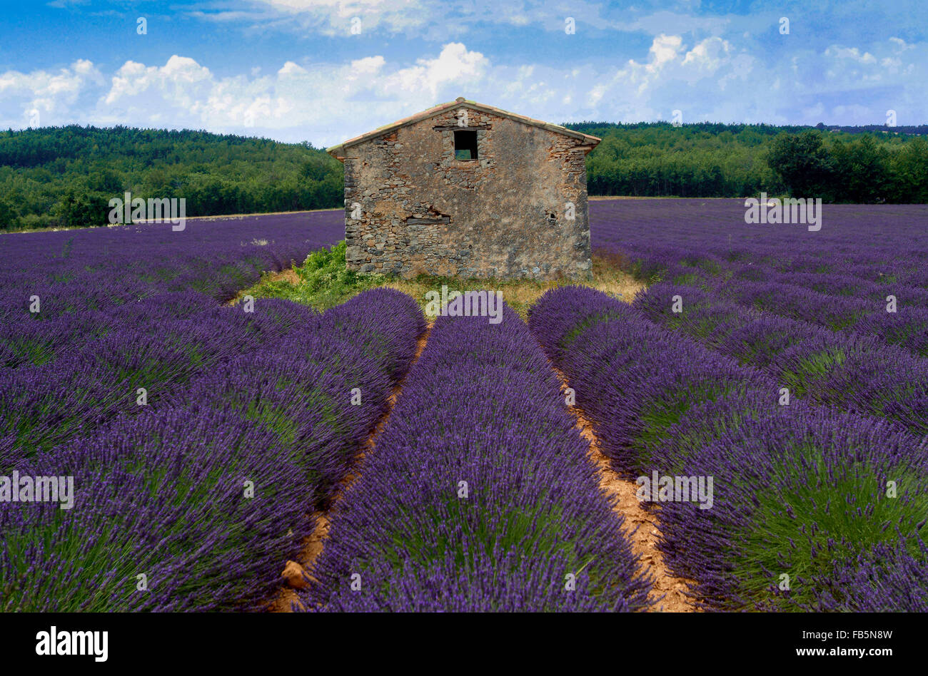 Champ de lavande (Lavendula angustifolia) Provence Sud de la France Banque D'Images