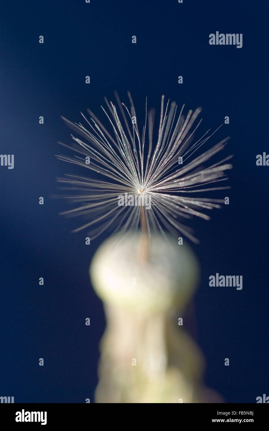 Le pissenlit (Taraxacum officinale) une graine Banque D'Images