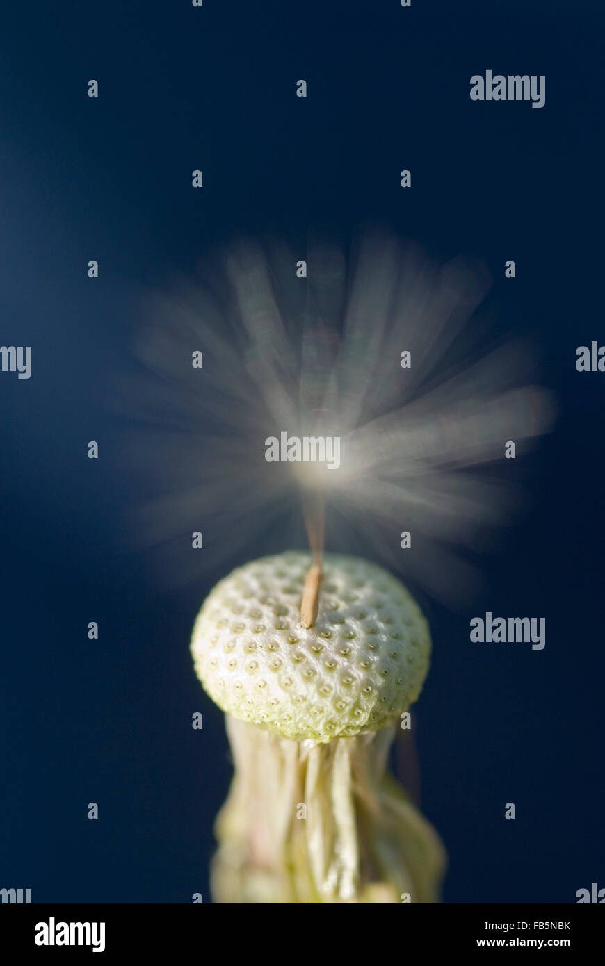 Le pissenlit (Taraxacum officinale) une graine Banque D'Images