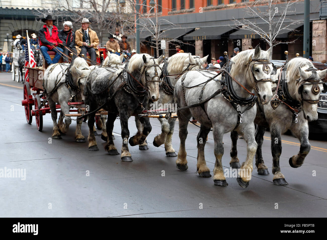 Équipe de chevaux de trait gris tirant une charrette, National Western Stock Show Parade de lancement, Denver, Colorado USA Banque D'Images