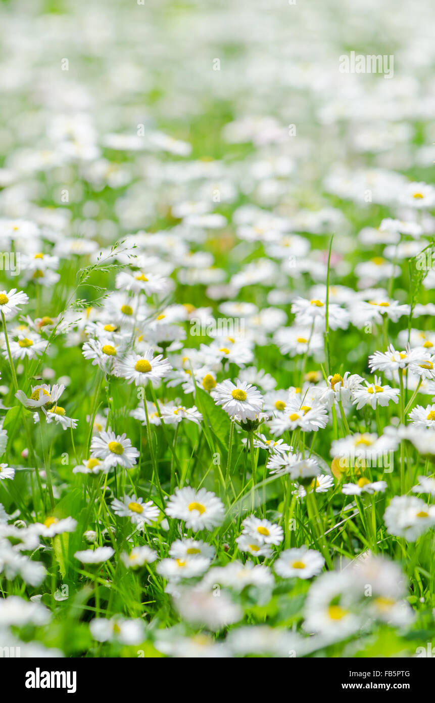 Belle Glade little daisy, close-up Banque D'Images