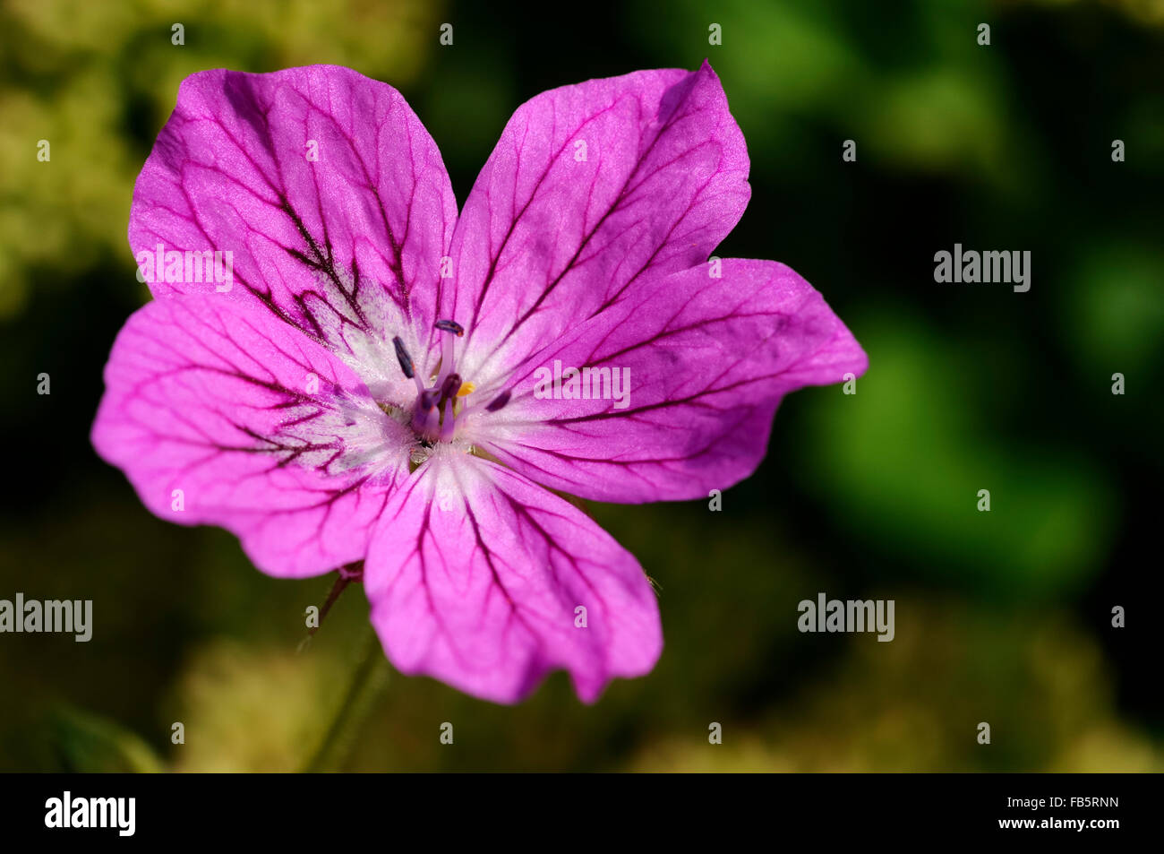 Erodium Manescavii fleur avec pétales magenta sombre et veiné d'un marquage. Banque D'Images