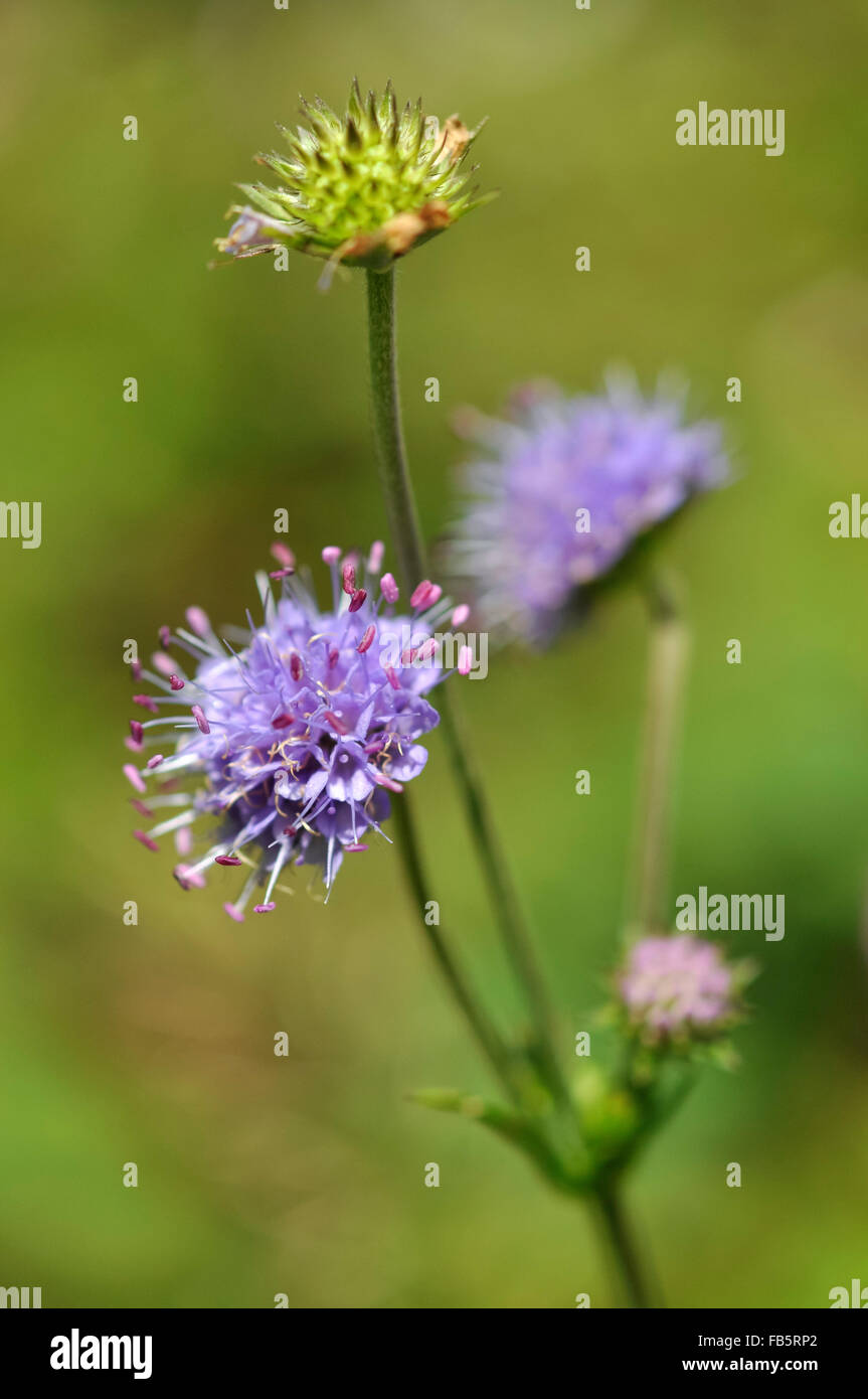 Devil's bit Scabious (Succisa pratensis) une belle fin de l'été de fleurs sauvages à fleurs. Banque D'Images