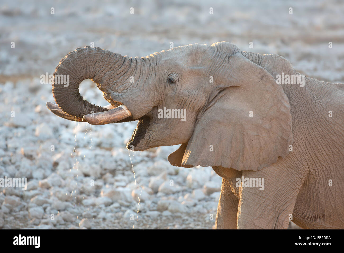 Bull elephant portant sa tête et du tronc à boire dans le parc national d'Etosha, Namibie Banque D'Images