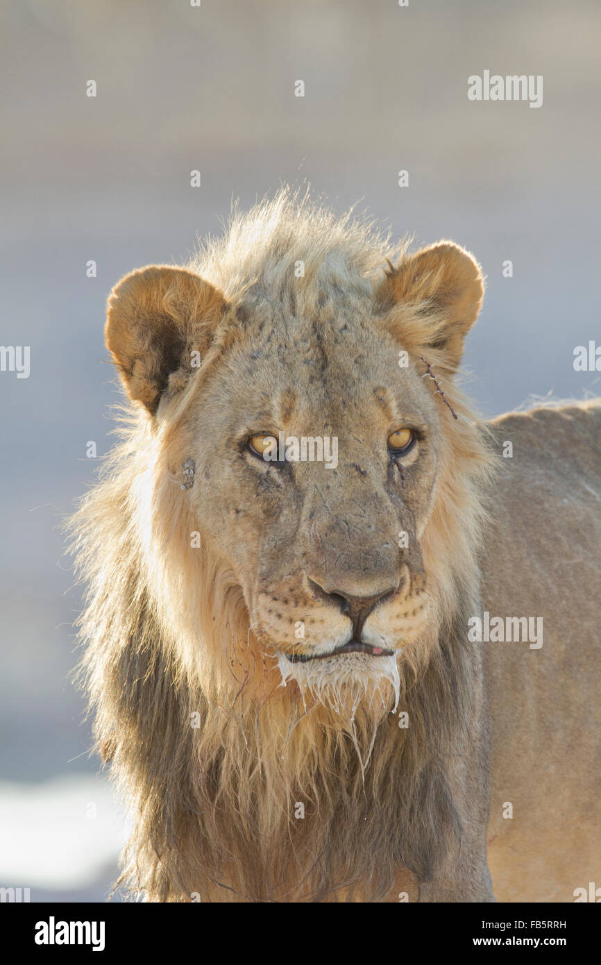 Portrait d'un vieux lion dans le parc d'Etosha, Namibie Banque D'Images