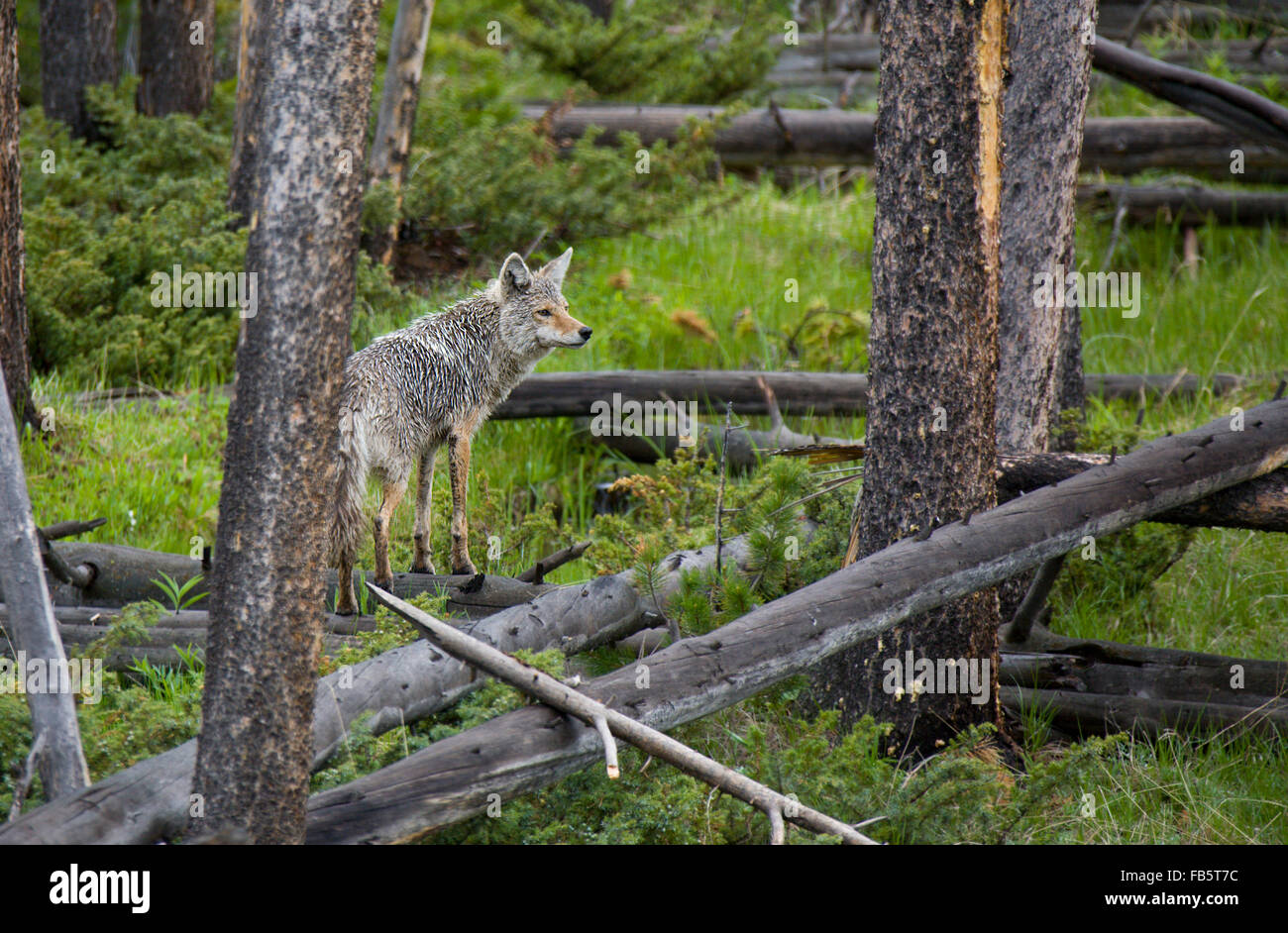 Le coyote chasse dans le Wyoming juste en dehors du parc national de Yellowstone Banque D'Images