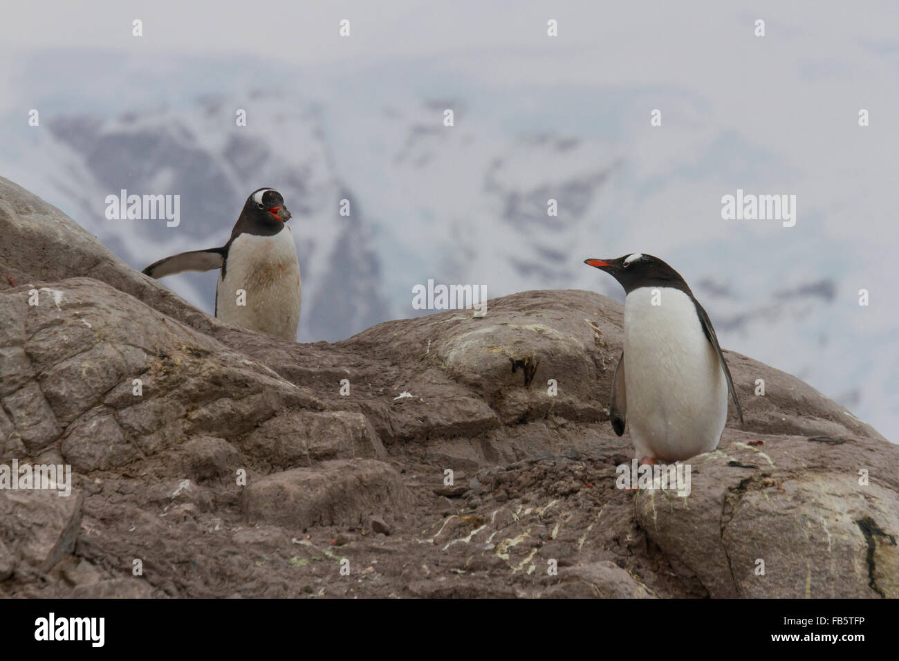 Gentoo pingouin mâle femelle offrant une pierre pour nid aussi le comportement d'accouplement, Neko Harbour rookery, Antarctique. Banque D'Images