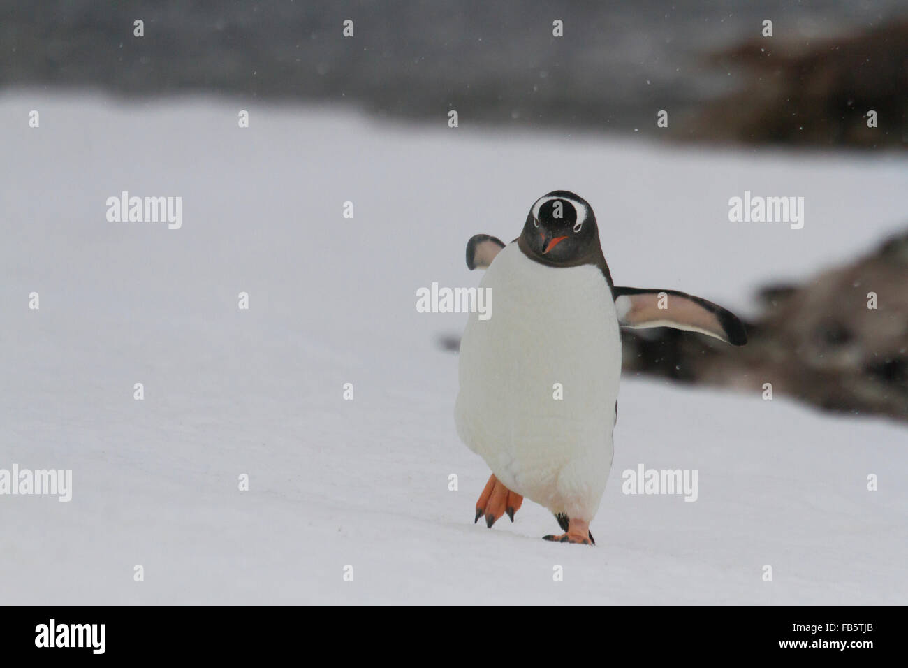 Gentoo pingouin en marche sur neige Neko Harbour, l'Antarctique. Banque D'Images