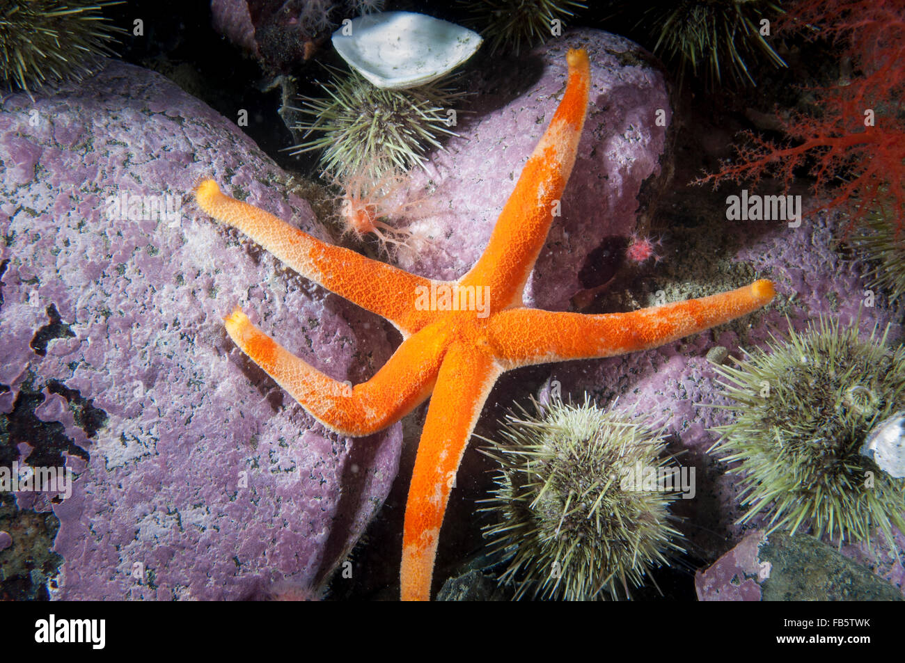 Étoile de mer de sang sous l'eau à Saguenay. Lawrence Marine Park Banque D'Images
