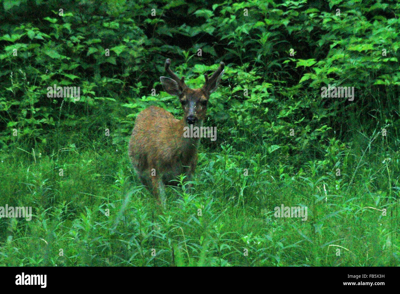 Le cerf noir Sitka marcher dans les hautes herbes à Hoonah, Alaska Banque D'Images