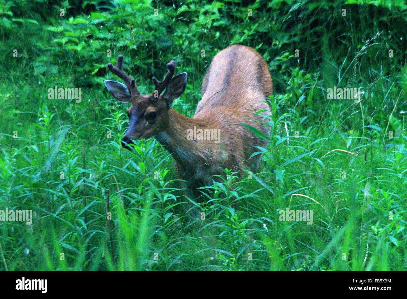 Le cerf noir Sitka marcher dans les hautes herbes à Hoonah, Alaska Banque D'Images