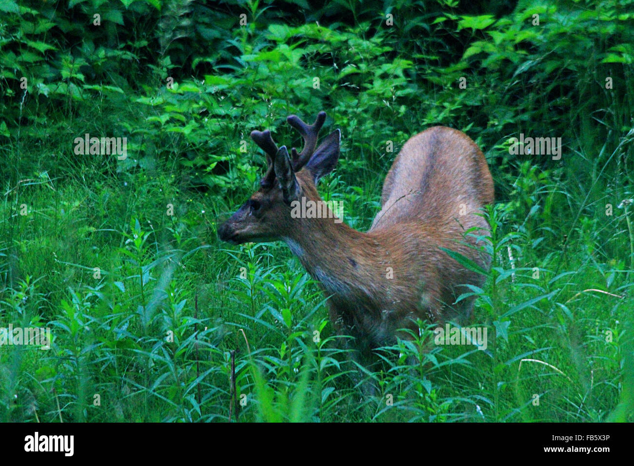 Le cerf noir Sitka marcher dans les hautes herbes à Hoonah, Alaska Banque D'Images