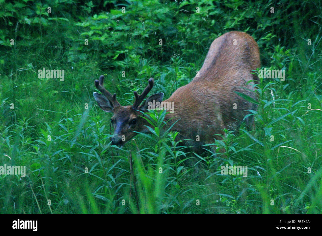 Le cerf noir Sitka marcher dans les hautes herbes à Hoonah, Alaska Banque D'Images