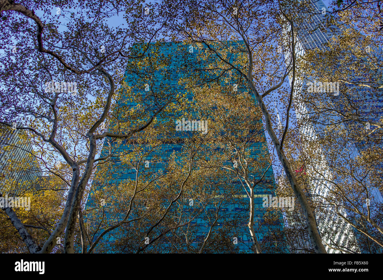 De grands bâtiments, des gratte-ciel de Manhattan, à New York avec des arbres dans le soleil d'hiver Banque D'Images