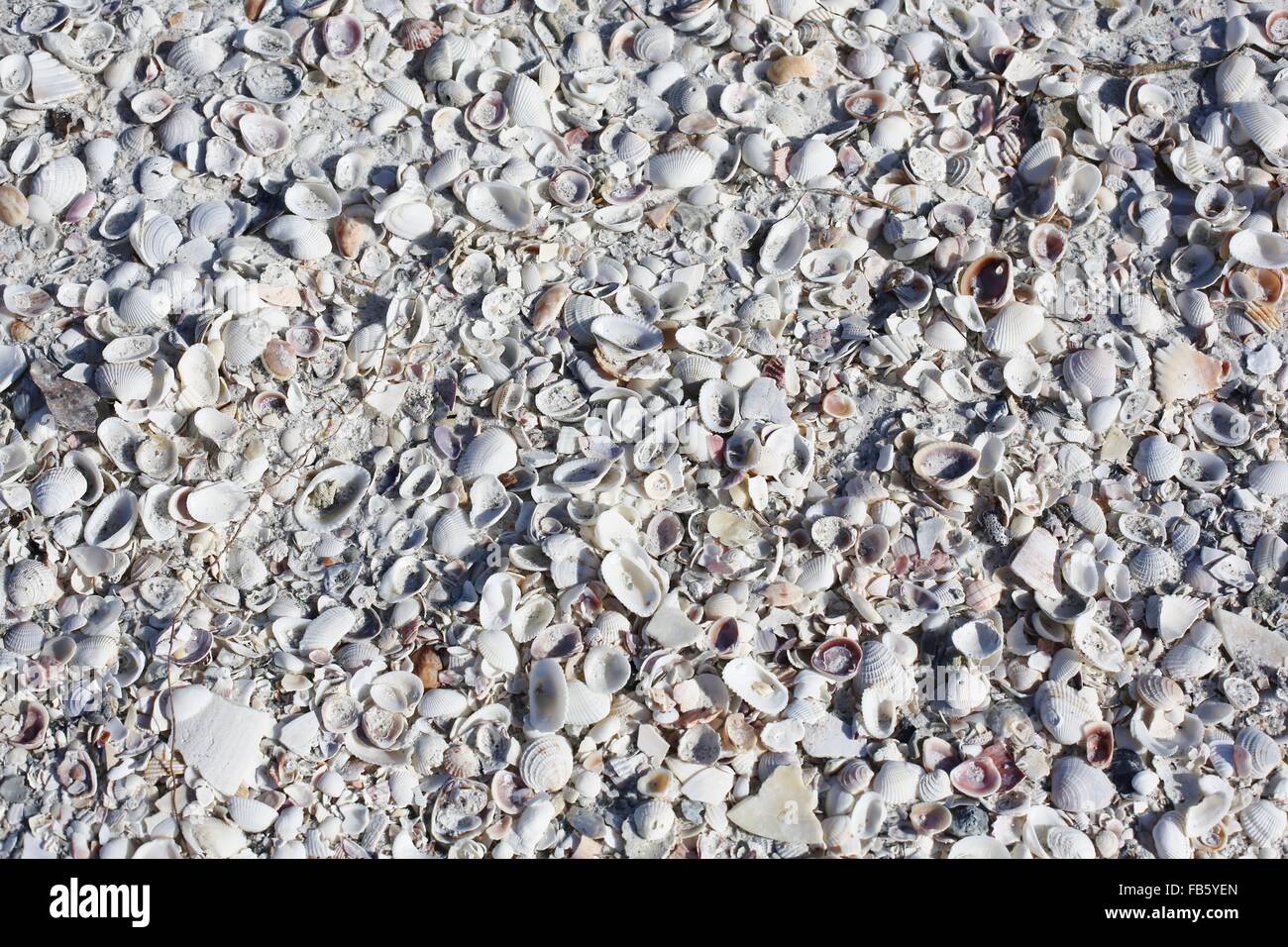 Un tas de coquillages sur une plage. Banque D'Images