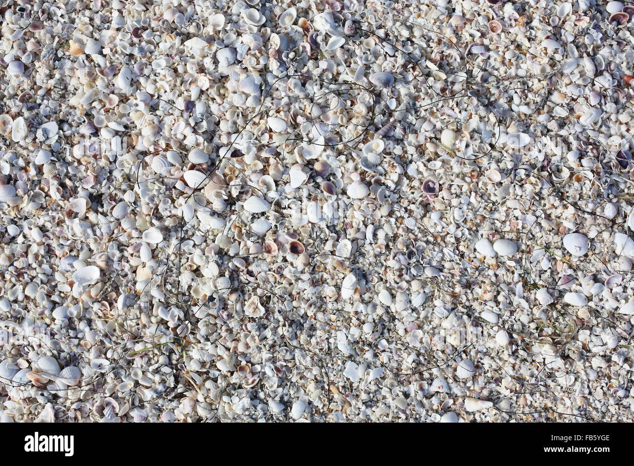 Un tas de coquilles de mer sur une plage échoués. Banque D'Images