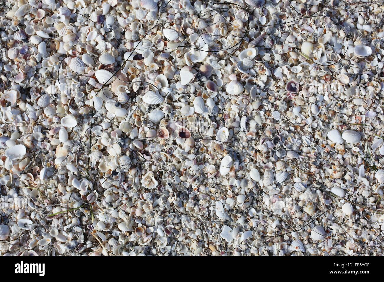 Un tas de coquilles de mer sur une plage. Banque D'Images