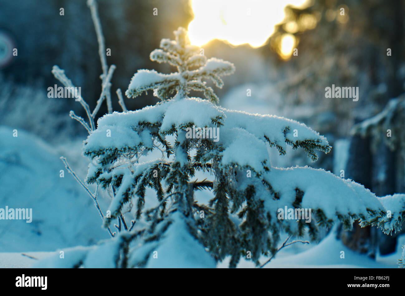 Paysage d'hiver.La forêt de la taïga gelés Banque D'Images