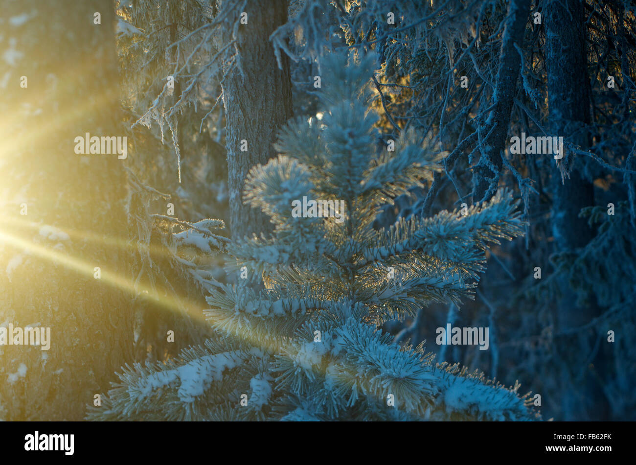 Paysage d'hiver.La forêt de la taïga gelés Banque D'Images