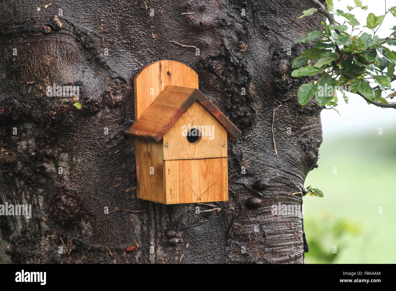 Boîte à oiseaux en bois fixée à l'arbre Banque D'Images