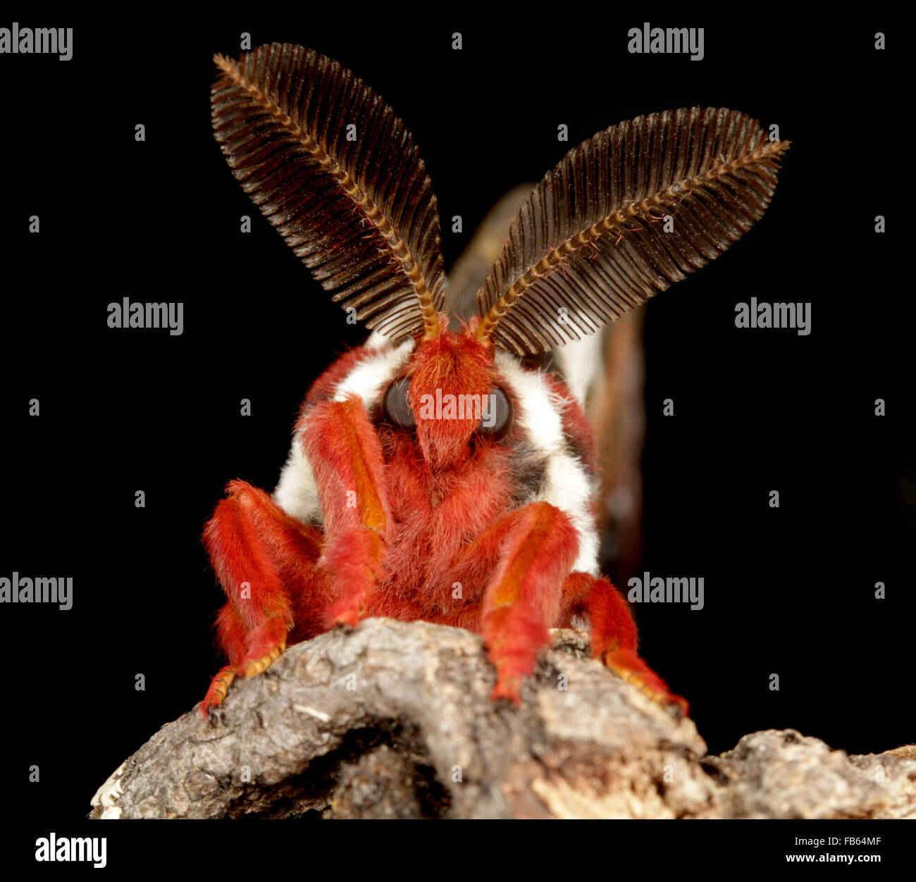 Cecropia moth Banque de photographies et d’images à haute résolution ...