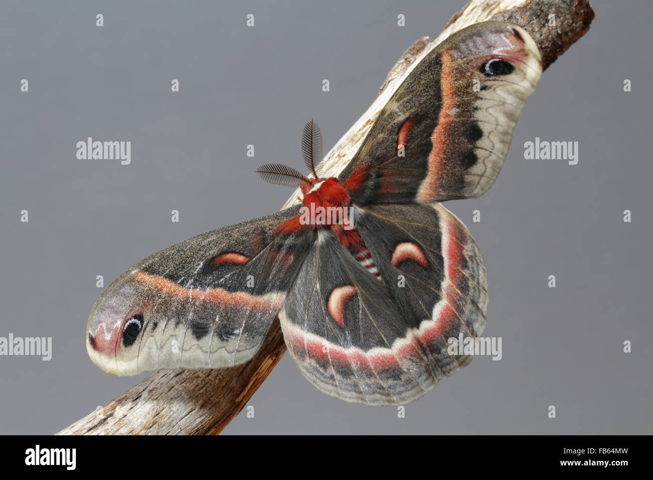 Cecropia moth Banque de photographies et d’images à haute résolution ...