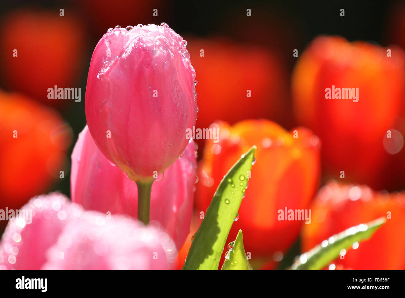 Tulipe rose/violet Banque D'Images