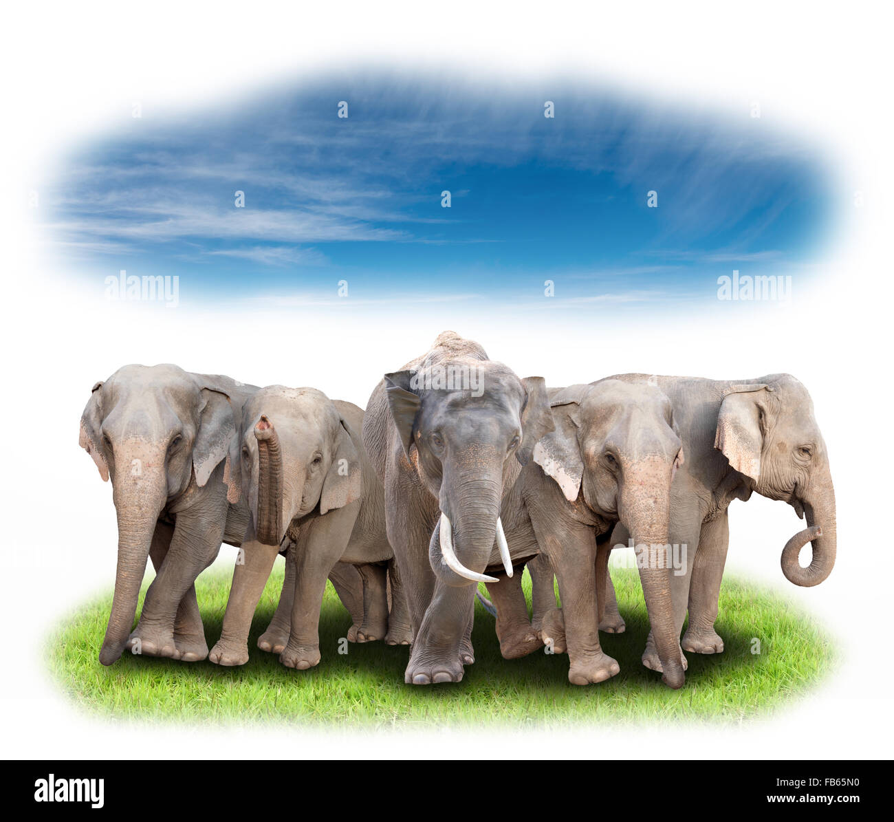 Groupe d'éléphant d'Asie avec l'herbe verte et ciel bleu Banque D'Images