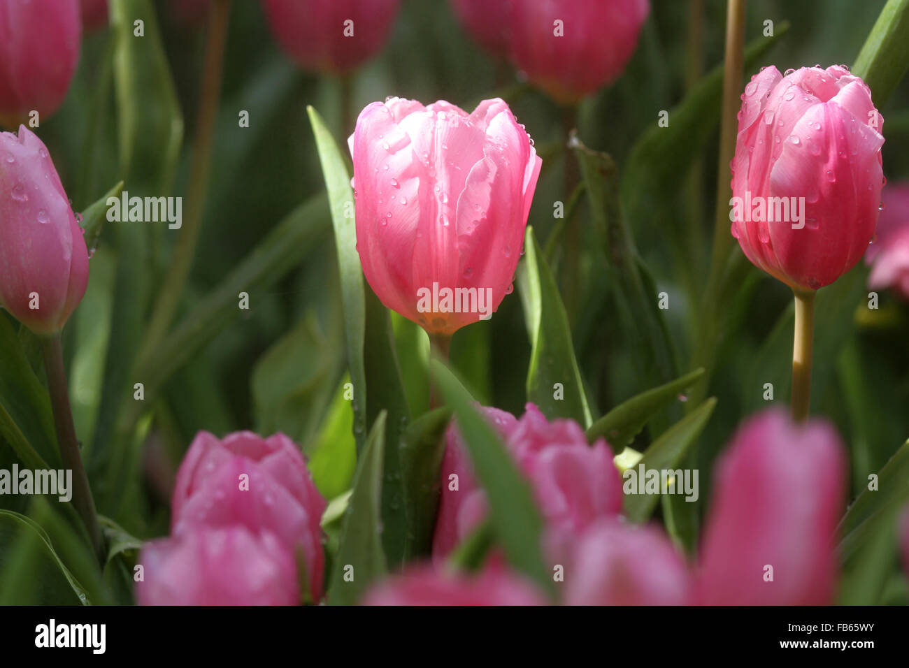 Tulipe rose/violet Banque D'Images