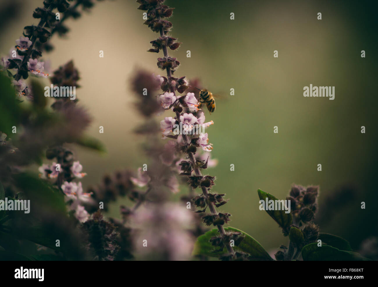 Macro close up de face d'abeille snacking sur le basilic thaï fleurs à Hawaï jardin. Banque D'Images